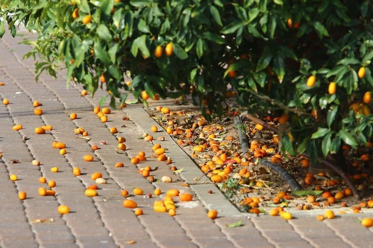פירות שנשרו על המדרכה