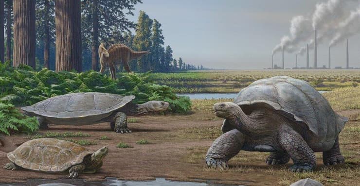 איור של צבים בתקופת הדינוזאורים