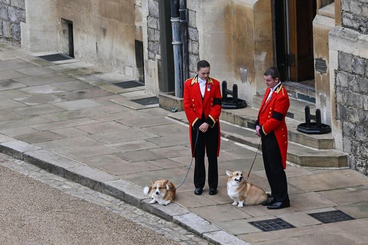 תמונות השנה 2022 אנשי הארמון מוציאים את כלביה של המלכה ל טיול לפני הלווייתה