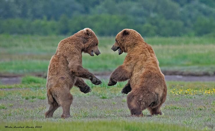 מאבקי כוח בין דובים באלסקה