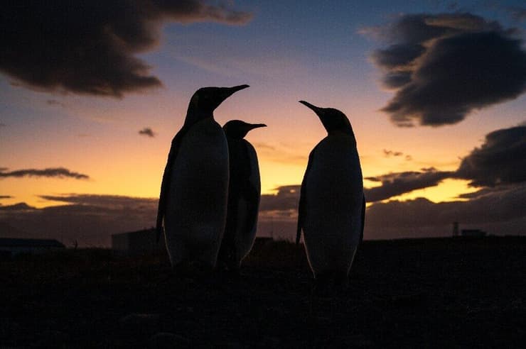 פינגווינים מלכותיים כמעט נכחדו בשל צייד במאות ה-19 וה-20