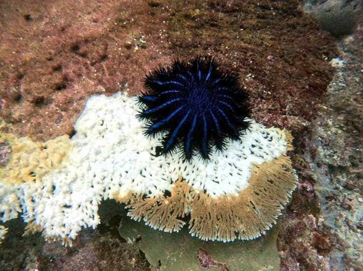 מינים מזיקים הפוגעים בשונית האלמוגים