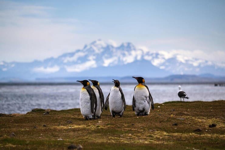 פינגווינים מלכותיים מתנשאים לגובה של קצת פחות ממטר