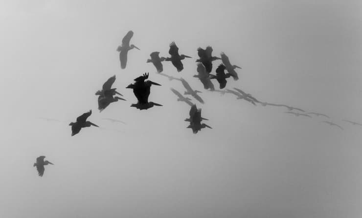 עופות נודדים במזג אוויר חורפי