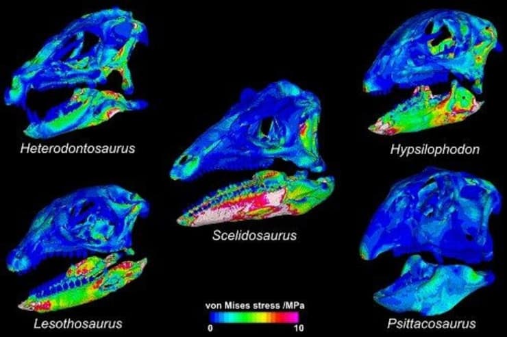 השוואה בין ביצועי הנשיכה של חמשת הדינוזאורים שנבדקו במחקר. צבעים קרים יותר (כחול) מייצגים אזורים של לחץ נמוך בעוד שצבעים חמים (אדום וורוד) מציינים אזורים עליהם מופעל לחץ גבוה