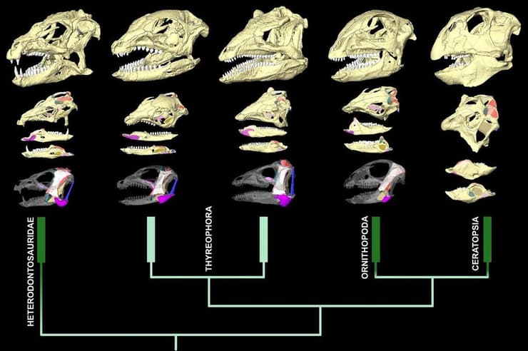 שחזור שבוצע באמצעות סריקת CT לגולגולות וללסתות, יחד עם דיאגרמות של המקום בו מתחברים שרירי הלסת בכל דינוזאור