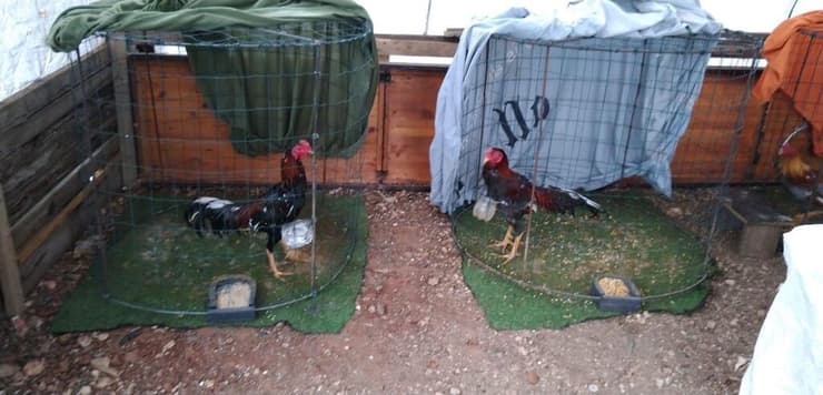חשיפת בית גידול תרנגולים ליד שהם