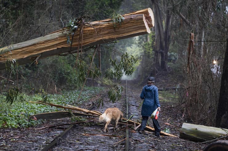 עץ שקרס באזור קפיטולה קליפורניה סערה ארה"ב