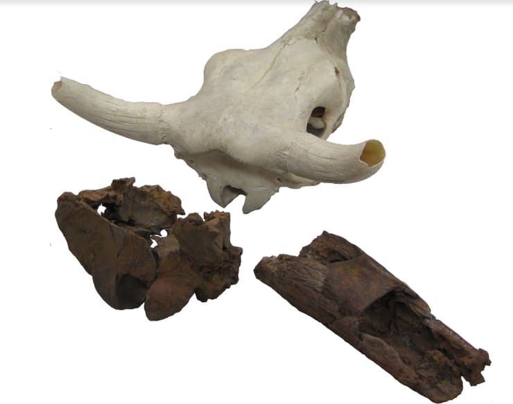 עצמות פרות הענק, לעומת גולגולת של פרה מודרנית