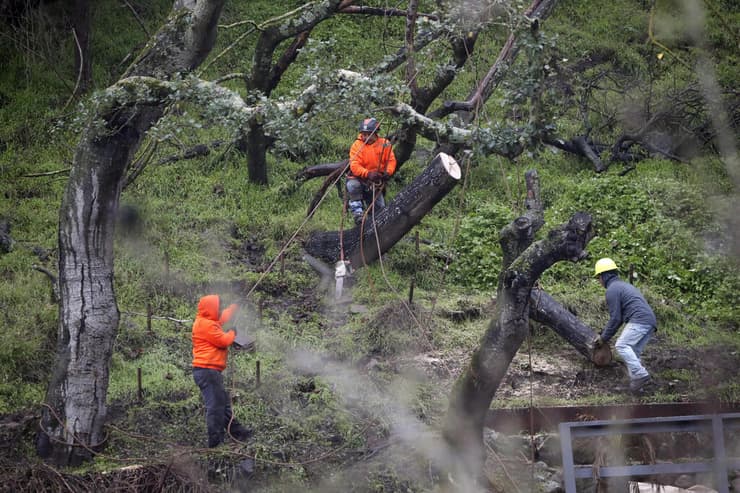 עץ שקרס באזור אוקלנד קליפורניה סערה ארה"ב