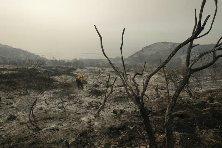 שטח שנשרף לאחר שריפת עצים בארצות הברית