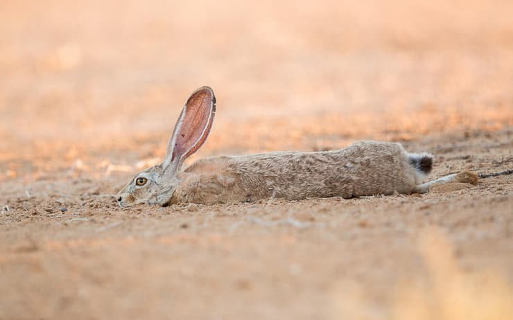ארנבת בחום של הערבה הדרומית