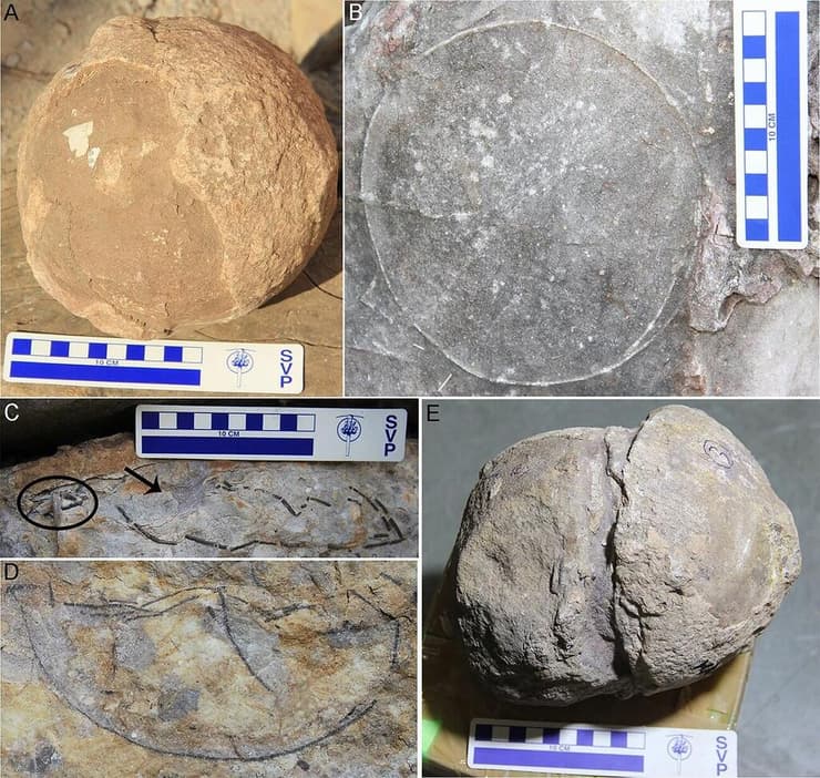 ביצי הטיטאנוזאורוס שהתגלו באתר הקינון שבמרכז הודו