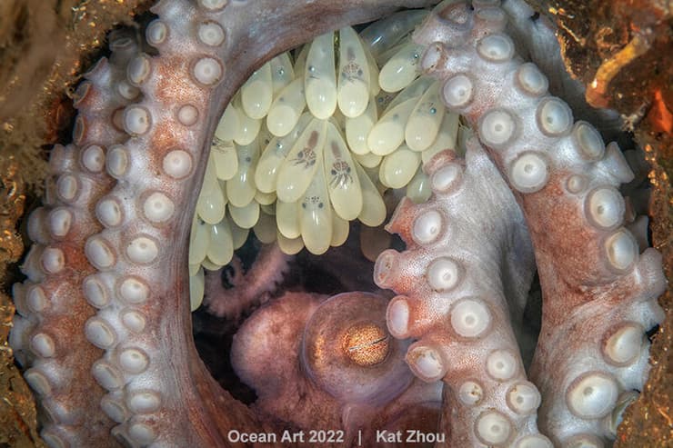 Octopus Mother