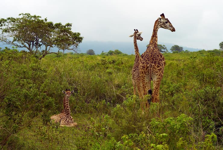 ג'ירפות מסאי בפארק הלאומי ארושה שבצפון טנזניה