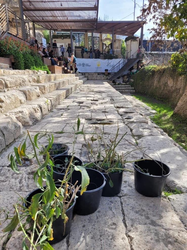 הצמח הועבר למקום אחרים באזור ירושלים