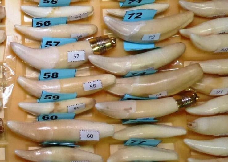 שיני יגואר שהוצאו למכירה באינטרנט