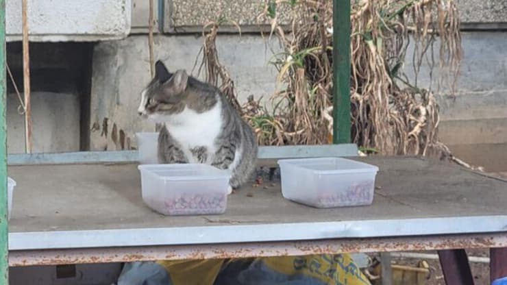 פינת האכלה לחתולים של נטלי ואלי מזרחי ז"ל, בני הזוג שנרצחו בפיגוע בנווה יעקוב