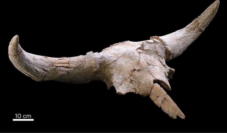 שרידי גולגולת ביזון הסטפה שנמצאה במערת Cueva Des-Cubierta בספרד