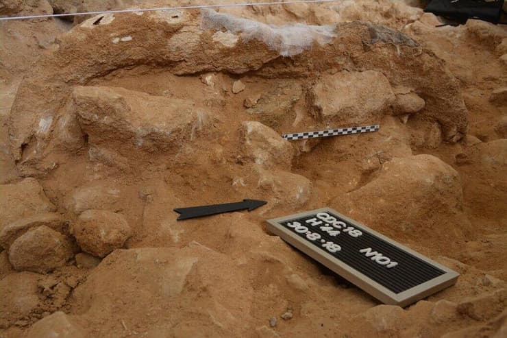 גילוי שרידי גולגולת של שור הבר במערת Cueva Des-Cubierta שבספרד