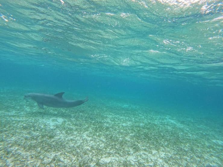 ראינו גם דולפינים תחת המים