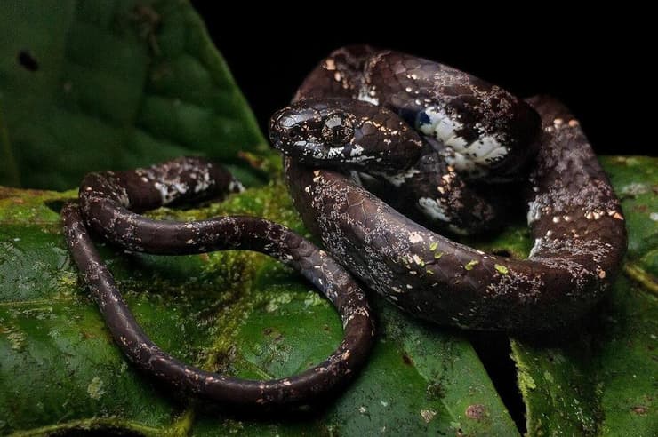 נחש ממין Sibon vieirai, אחד מבין חמישה מיני נחשים חדשים שהתגלו ביערות אקוודור, קולומביה ופנמה