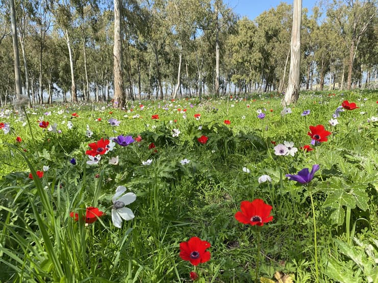 יער כלניות הסרגל ליד מנחת מגידו