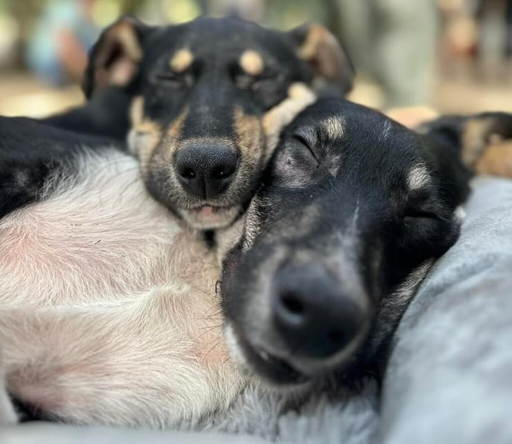 שמשון ויובב