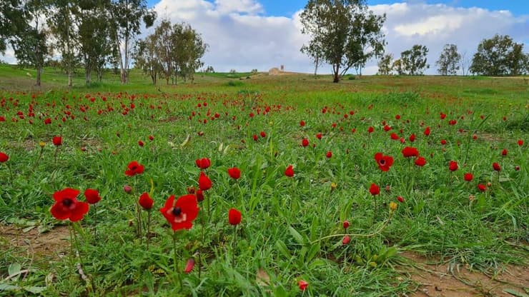 דרום אדום - פריחת כלניות בבאר מרווה, אתמול