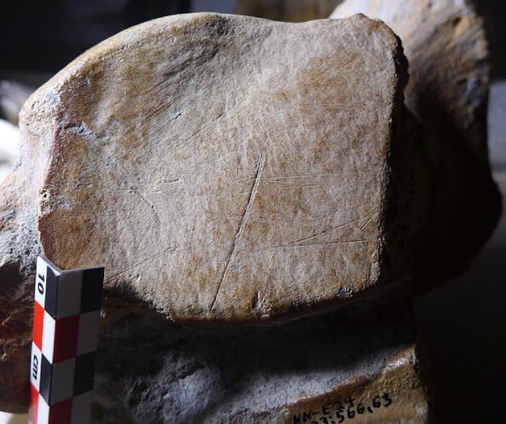 סימני חיתוך על עצם של פיל ישר-חט זכר, שנעשו על ידי כלי אבן חד