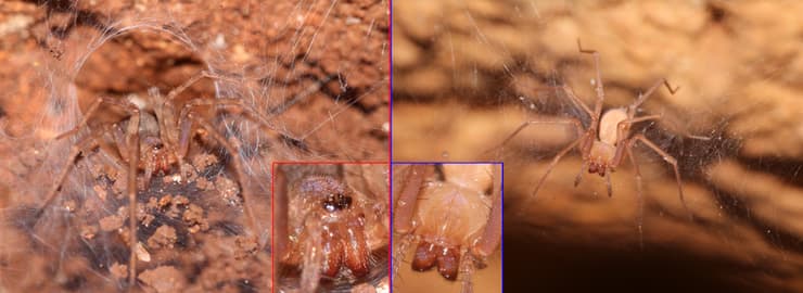 מיני העכבישים החדשים שהתגלו