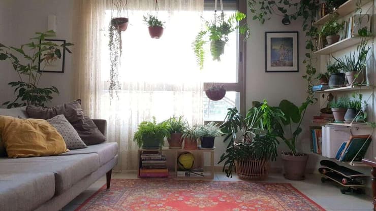 "התפראות" בבית: תמיד יש מקום לעוד צמחים