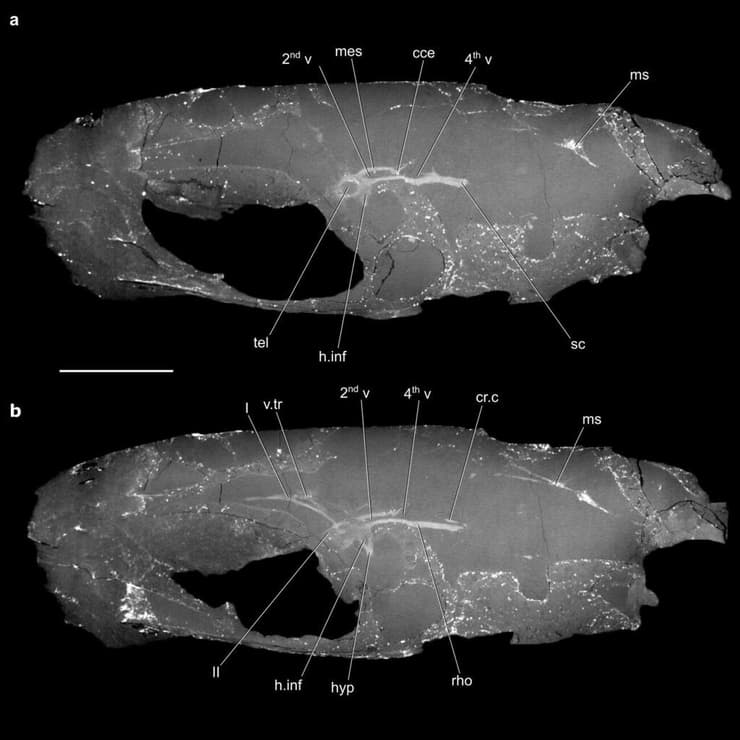בדיקת CT של גולגולת הדג Coccocephalus wildi, המראה את המוח המאובן והמבנים הקשורים אליו (המוח ועצבי הגולגולת צבועים בלבן במרכז התמונות)