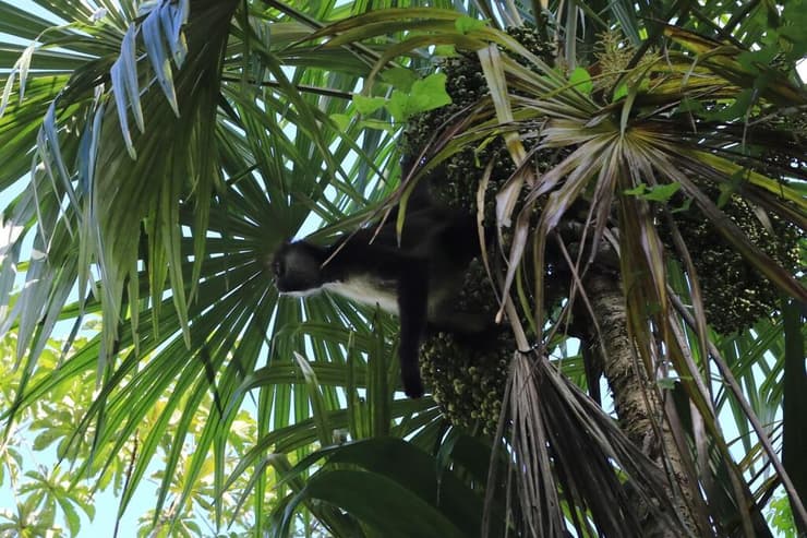 קוף עכביש מחפש מזון על עץ דקל