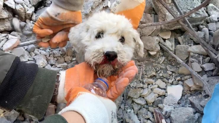 איסקנדרון מחוז הטאי טורקיה חילוץ כלב מההריסות כוחות הצלה סיוע חיפוש ב הריסות בעקבות רעידת ה אדמה 
