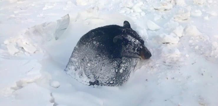 הדוב שחולץ מהשלג
