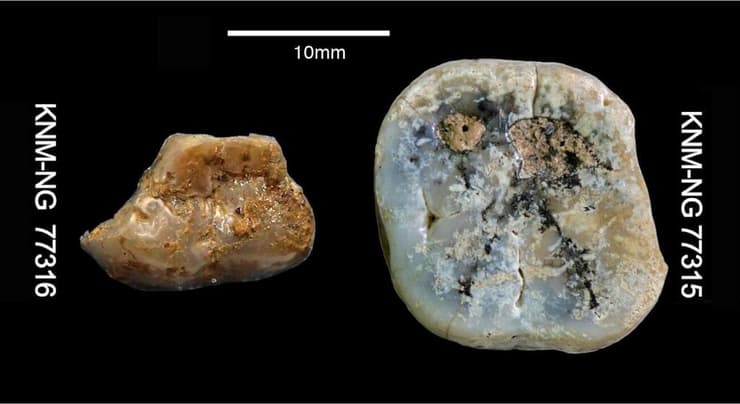 השן הטוחנה העליונה (מימין) והשן הטוחנה התחתונה (משמאל) שהתגלו בחפירות שבוצעו באתר נייאנגה שבקניה