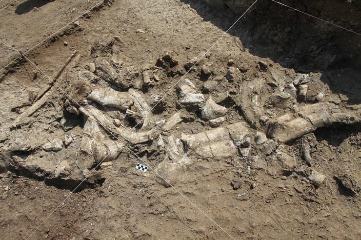 שרידי שלדי היפופוטמים מאובנים וחפצי אבן של התרבות האולדובאית, אשר התגלו באתר נייאנגה שבקניה