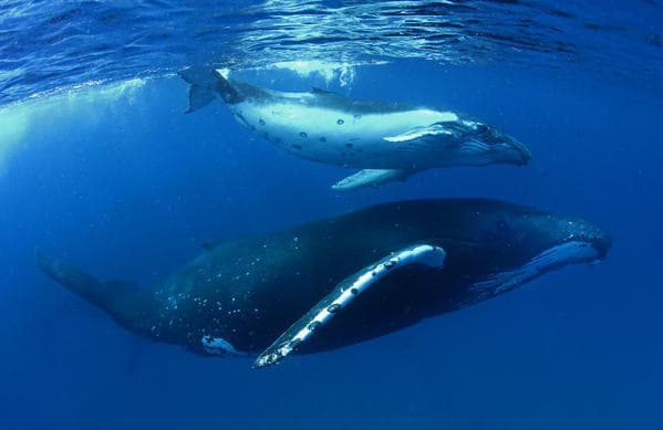 לוויתנים באוקיינוס השקט, טוגה 