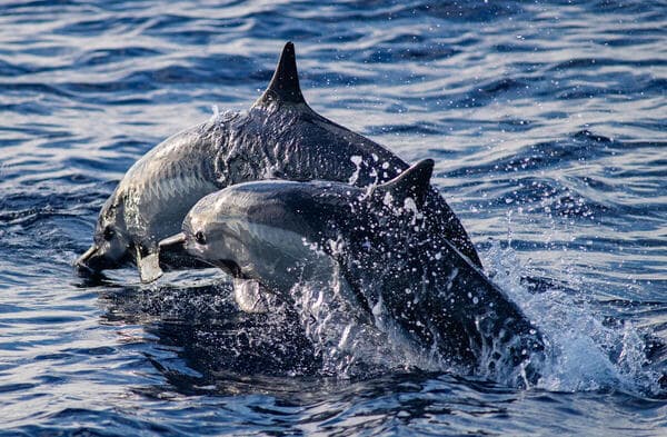 דולפינים באוקיינוס השקט