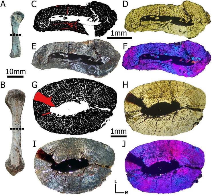 דגימת עצמות הזרוע של הפרט הקטן ממיןAetosaurus ferratus  (למעלה) ושל הפרט הגדול שלו, מהמקבץ שהתגלה בקלטנטל שליד שטוטגרט שבגרמניה