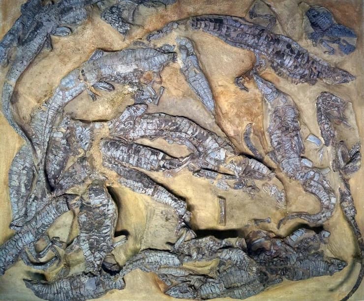 המקבץ של שלדי איטוזאורוס פראטוס (Aetosaurus ferratus) מוצג במוזיאון הלאומי להיסטוריה של הטבע בשטוטגרט