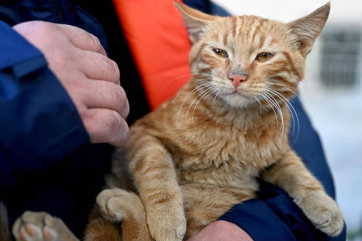 טורקיה פעיל סיוע מחזיק חתול שחולץ מההריסות אחרי 248 שעות רעידת אדמה קרמנמרש