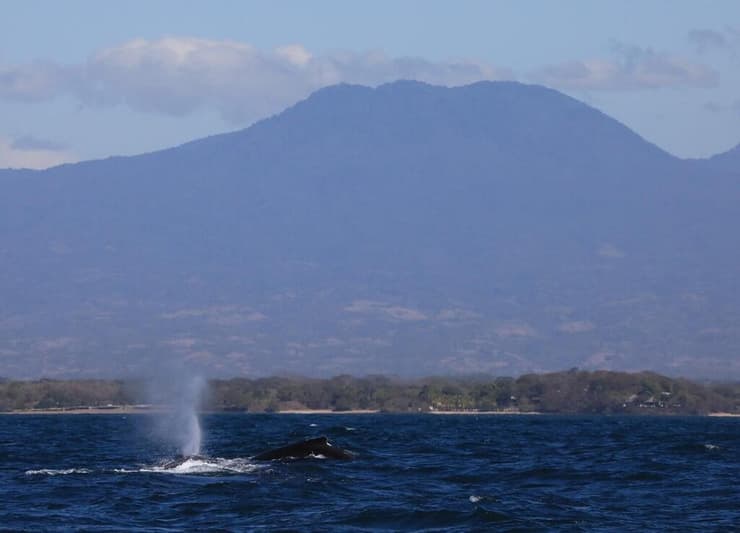 כשדברים מתחברים, לוויתן נושף ברקע הר הגעש סנטה אנה