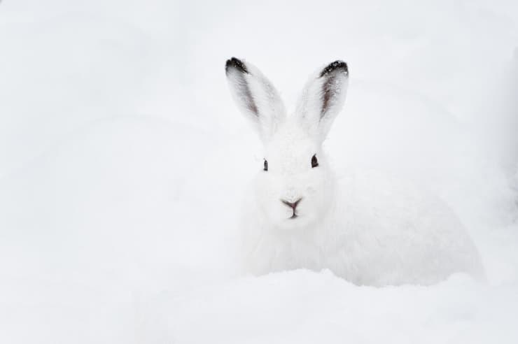 פרווה לבנה תעניק יתרון לבעל חיים שחי באזורים מושלגים. ארנבת שלג לבנה בסביבה מושלגת