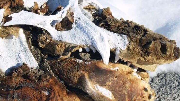 שרידי פיל ים באנטארקטיקה