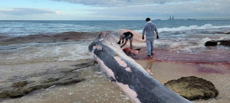 איסוף הפגר של הלווייתנית המצויה 