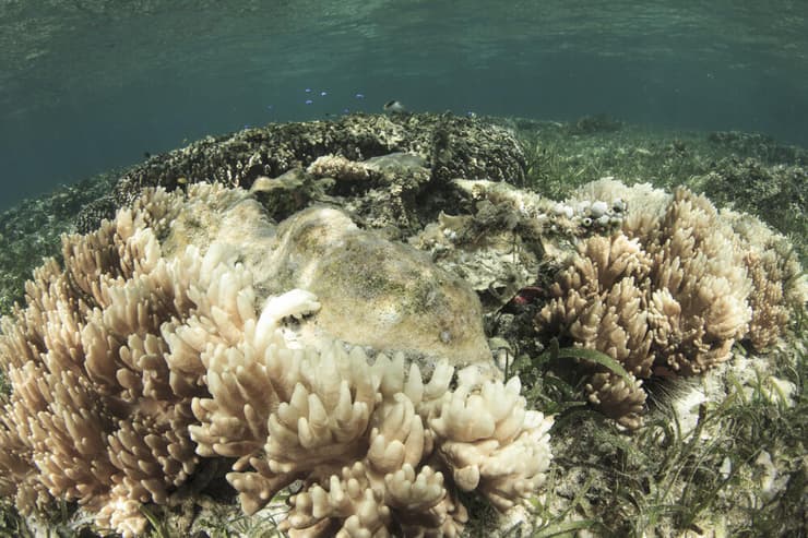הלבנה ותמותה של אלמוגים