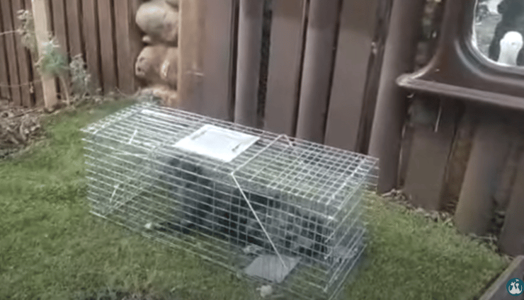 חתול שעל פי החשד נתפס במלכודת שהציב תושב טבריה 