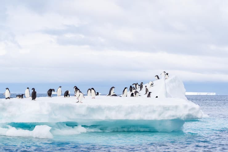 פינגווינים בחצי האי האנטארקטי
